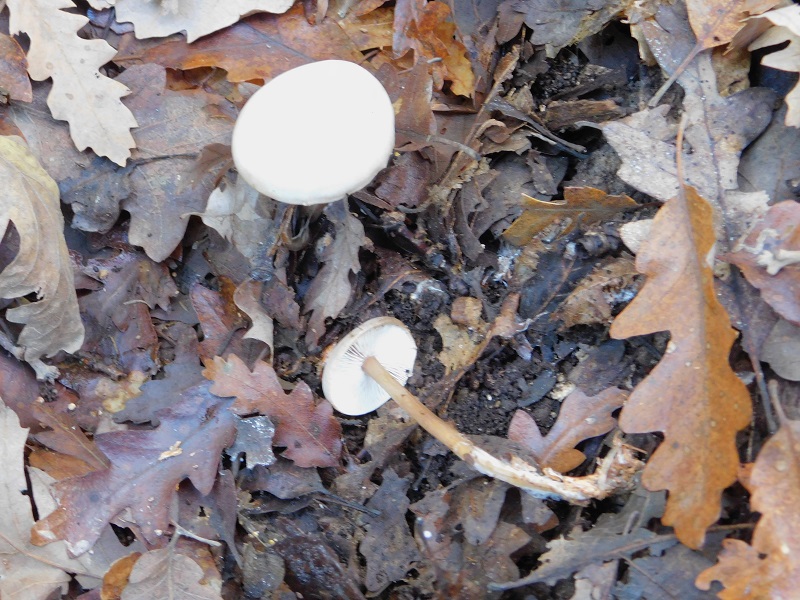 6 Fotogr.il 18.12.2021 sotto Leccio